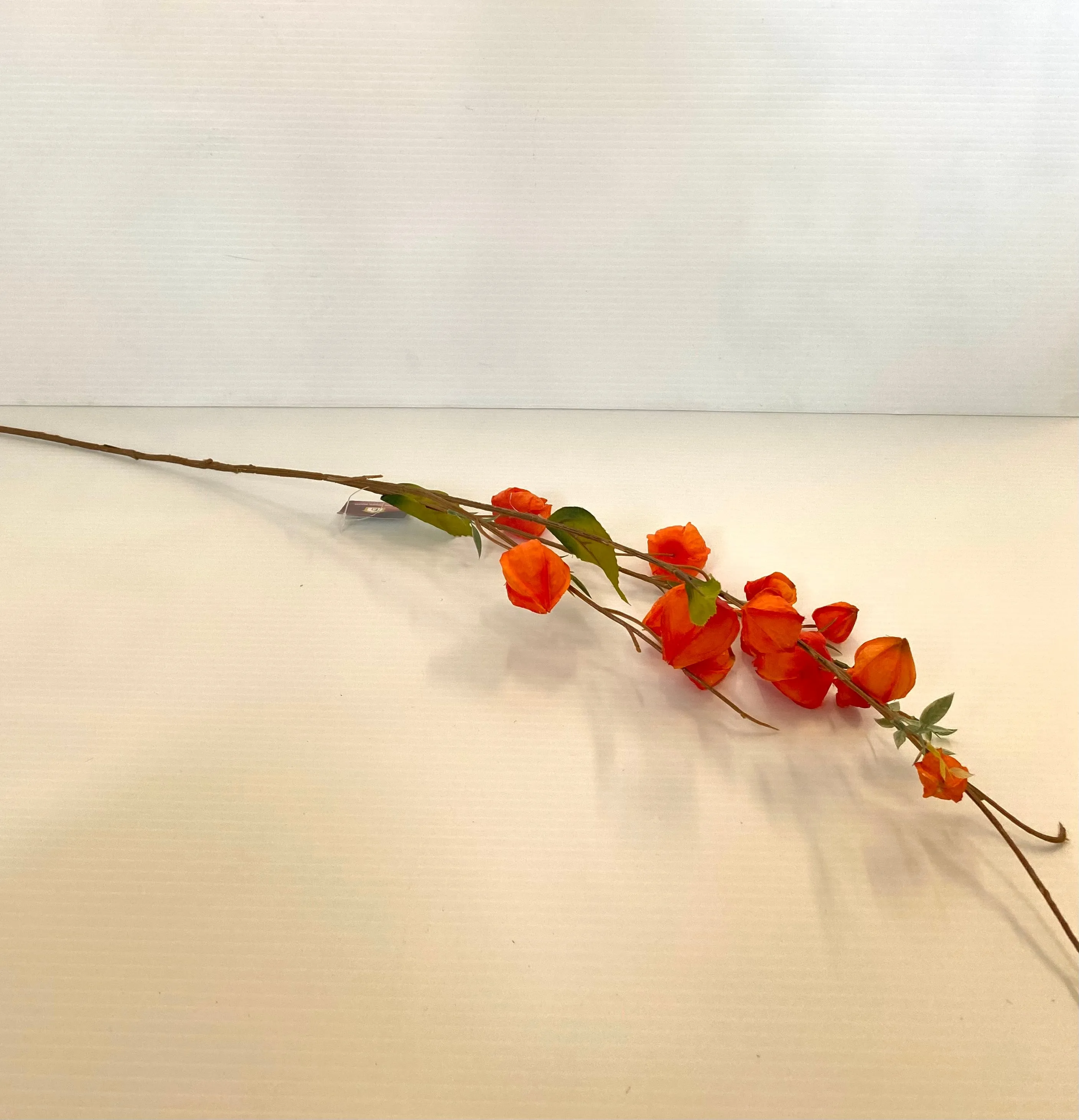 Foliages - Chinese Lantern Flowers
