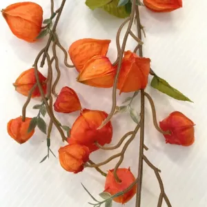 Foliages - Chinese Lantern Flowers